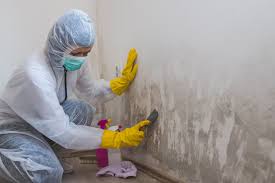 Why You Should Choose Our Mold Remediation Services in Ruhenstroth, NV